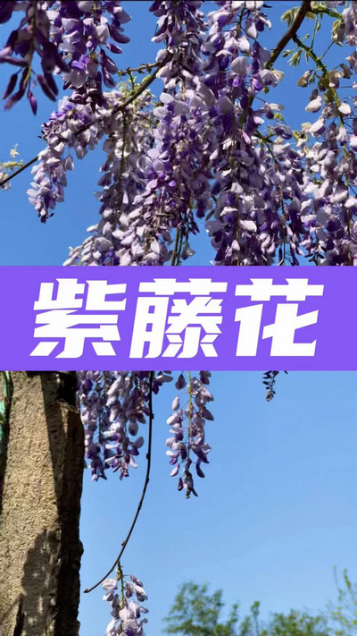 春有約，花不誤，陌上紫藤香如故。